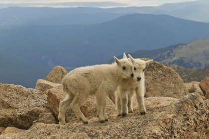 Picture of COLORADO, MOUNT EVANS MOUNTAIN GOAT KIDS ON ROCK