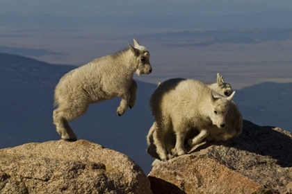 Picture of COLORADO, MOUNT EVANS MOUNTAIN GOAT KIDS PLAYING