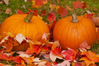 Picture of MINNESOTA CLOSE-UP OF PUMPKINS AND AUTUMN LEAVES