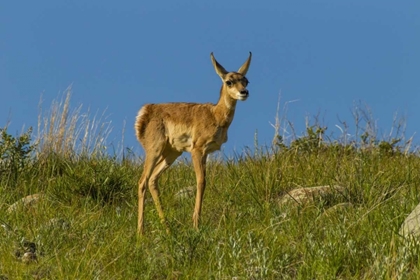 Picture of SOUTH DAKOTA PRONGHORN FAWN IN CUSTER STATE PARK