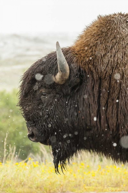 Picture of SOUTH DAKOTA, CUSTER STATE PARK PROFILE OF BISON
