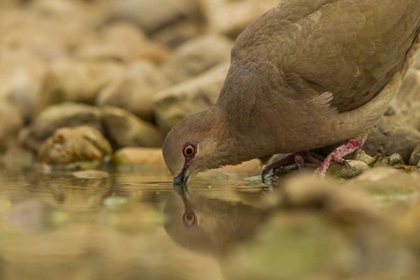 Picture of TEXAS, HIDALGO COUNTY WHITE-WINGED DOVE DRINKING