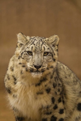 Picture of NEW MEXICO, ALBUQUERQUE CLOSE-UP OF SNOW LEOPARD