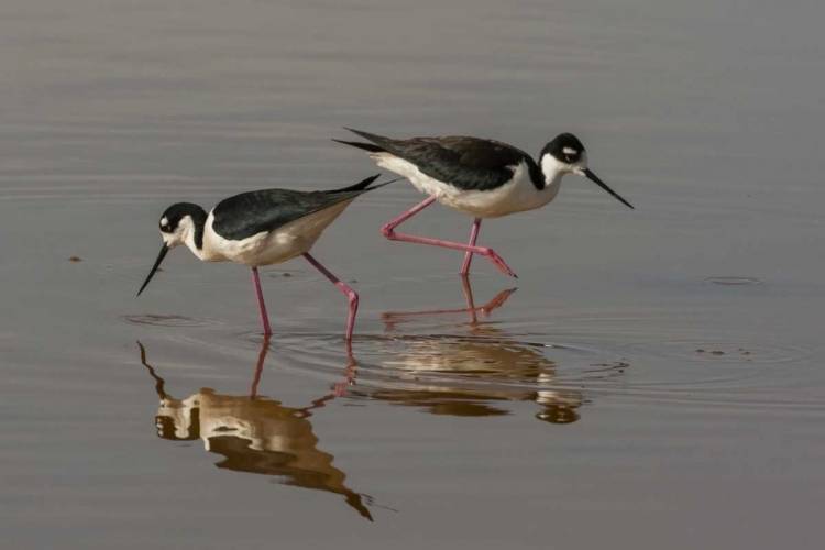 Picture of UTAH, BEAR RIVER NWR BLACK-NECKED STILTS FEEDING