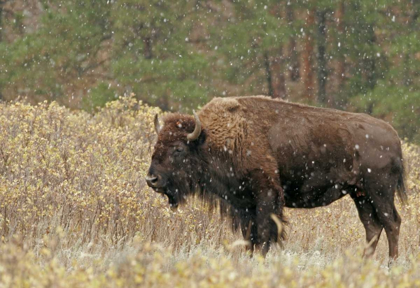 Picture of SOUTH DAKOTA, CUSTER SP BISON IN AUTUMN SNOWFALL