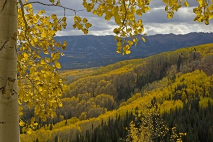Picture of COLORADO, GUNNISON NF FALL COLOR BELOW OHIO PASS