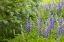 Picture of COLORADO, GUNNISON NF LUPINE AND PINE TREE LIMBS