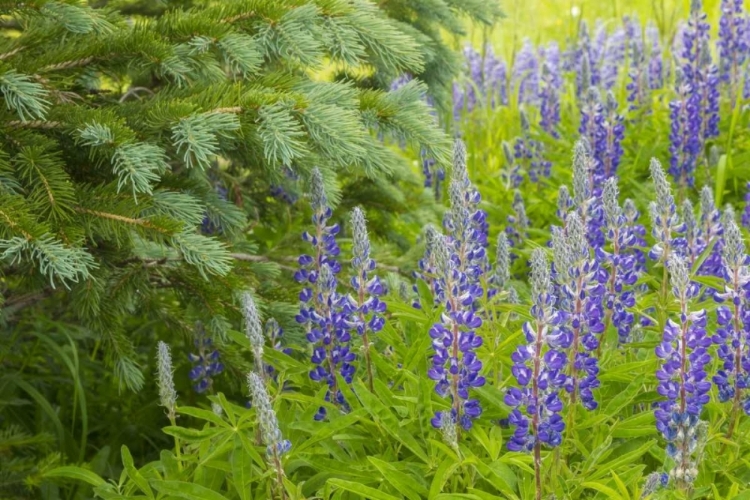 Picture of COLORADO, GUNNISON NF LUPINE AND PINE TREE LIMBS