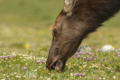 Picture of COLORADO, ROCKY MOUNTAINS ELK COW EATING FLOWERS