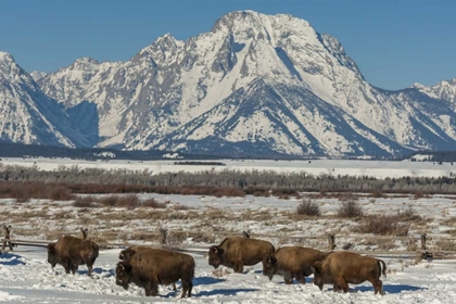 Picture of WYOMING, GRAND TETONS BISON AND WINTER LANDSCAPE