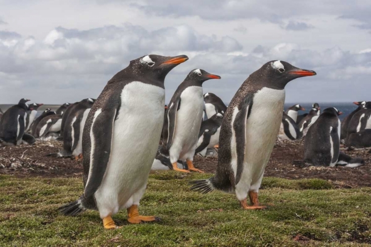 Picture of FALKLAND ISLANDS, BLEAKER ISLAND GENTOO PENGUINS