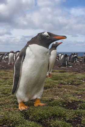 Picture of FALKLAND ISLANDS, BLEAKER ISLAND GENTOO PENGUINS