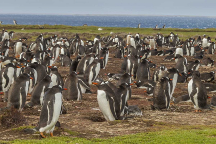 Picture of FALKLAND ISLANDS, BLEAKER ISLAND GENTOO PENGUINS