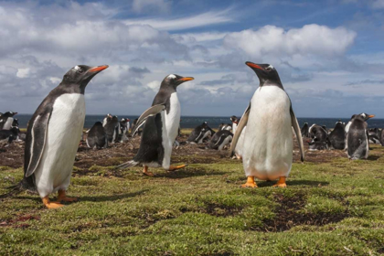 Picture of FALKLAND ISLANDS, BLEAKER ISLAND GENTOO PENGUINS