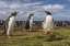 Picture of FALKLAND ISLANDS, BLEAKER ISLAND GENTOO PENGUINS