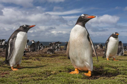 Picture of FALKLAND ISLANDS, BLEAKER ISLAND GENTOO PENGUINS