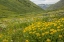 Picture of COLORADO, SAN JUAN MTS FLOWERS IN MAGGIES GULCH