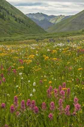 Picture of COLORADO, SAN JUAN MTS FLOWERS IN MAGGIES GULCH