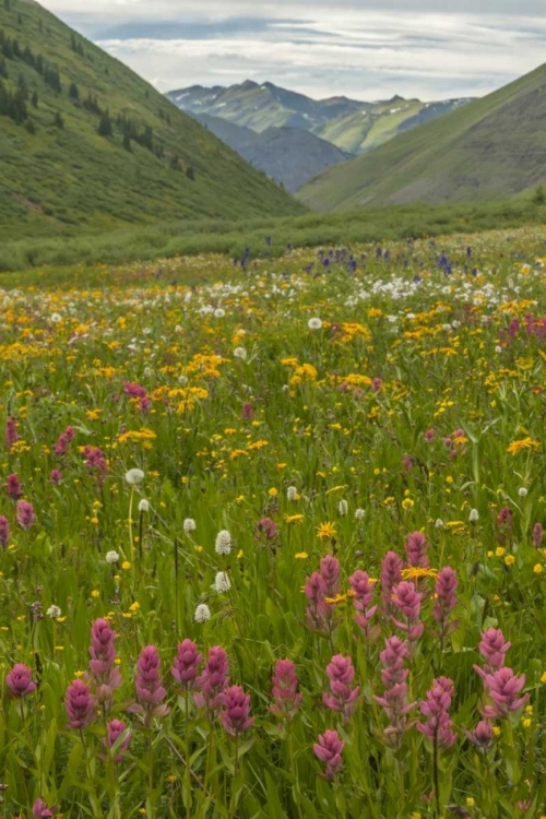 Picture of COLORADO, SAN JUAN MTS FLOWERS IN MAGGIES GULCH