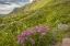 Picture of COLORADO, SAN JUAN MTS FLOWERS IN MAGGIES GULCH