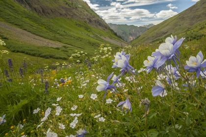 Picture of COLORADO, SAN JUAN MTS FLOWERS IN MAGGIES GULCH