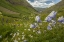 Picture of COLORADO, SAN JUAN MTS FLOWERS IN MAGGIES GULCH
