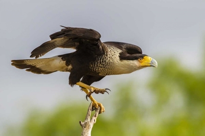 Picture of TEXAS, HIDALGO CO, CRESTED CARACARA ON TREE STUMP