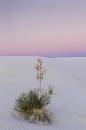 Picture of NEW MEXICO, WHITE SANDS NM YUCCA PLANT AT SUNSET