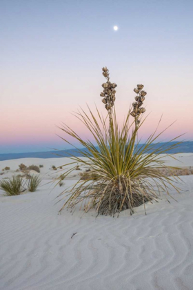 Picture of NEW MEXICO, WHITE SANDS NM MOON OVER YUCCA PLANT