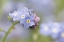 Picture of CLOSE-UP OF FORGET-ME-NOT IN A GARDEN