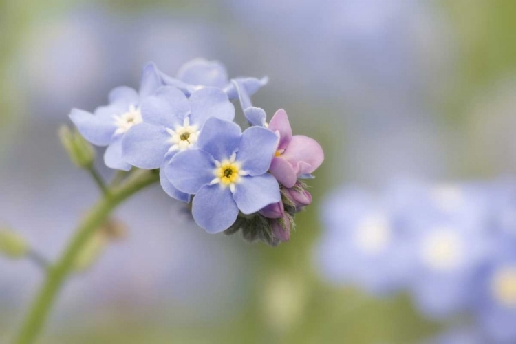 Picture of CLOSE-UP OF FORGET-ME-NOT IN A GARDEN