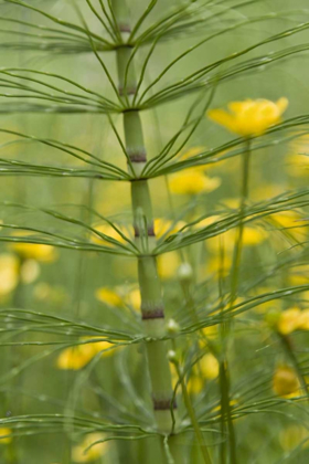 Picture of HORSETAIL PLANT AND BUTTERCUP FLOWERS