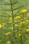 Picture of HORSETAIL PLANT AND BUTTERCUP FLOWERS