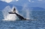 Picture of USA, ALASKA ORCA WHALE, TAIL LOBBING