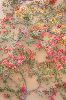 Picture of MEXICO BOUGAINVILLEA GROWING ON WALL