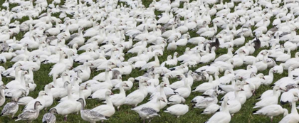 Picture of NEW MEXICO SNOW GEESE FLOCK ON GRASS