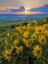 Picture of WA, PALOUSE HILLS DOUGLAS SUNFLOWERS