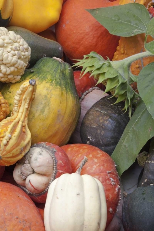 Picture of CANADA, BC, KEREMEOS WINTER SQUASH