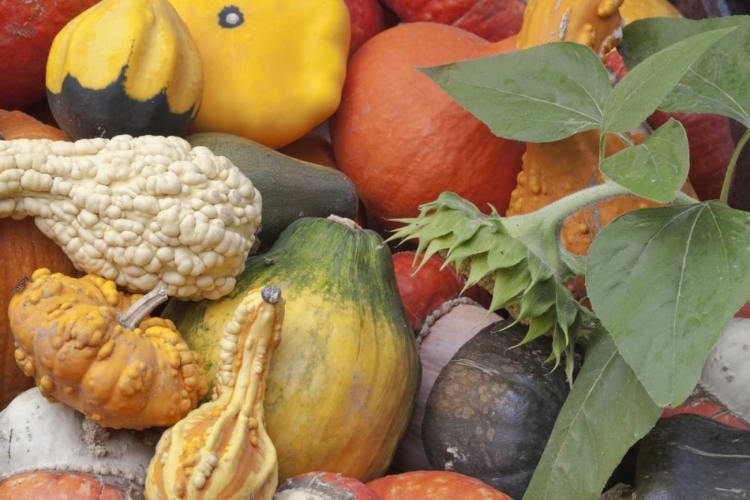 Picture of CANADA, BC, KEREMEOS WINTER SQUASH