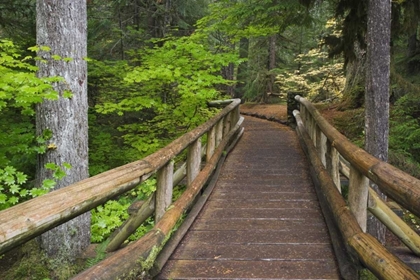 Picture of OR, WILLAMETTE NF WOODEN FOOT BRIDGE