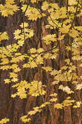 Picture of OR, ROGUE RIVER NF VINE MAPLE LEAVES