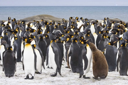 Picture of SOUTH GEORGIA ISL KING PENGUIN CHICK