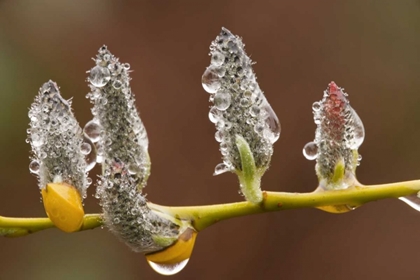 Picture of CLOSE-UP OF RAINDROPS ON PUSSY WILLOWS