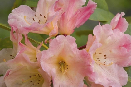 Picture of CLOSE-UP OF PINK RHODODENDRON BLOSSOMS