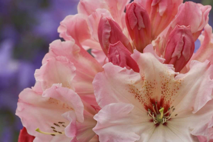 Picture of CLOSE-UP OF PINK RHODODENDRON BLOSSOMS