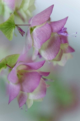 Picture of CLOSE-UP OF ORNAMENTAL OREGANO FLOWERS