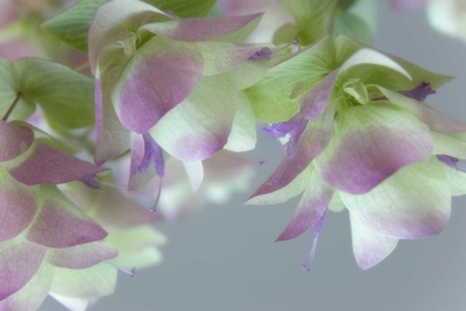 Picture of CLOSE-UP OF ORNAMENTAL OREGANO FLOWERS