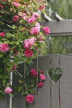 Picture of GARDEN GATE WITH ROSES GROWING OVER IT