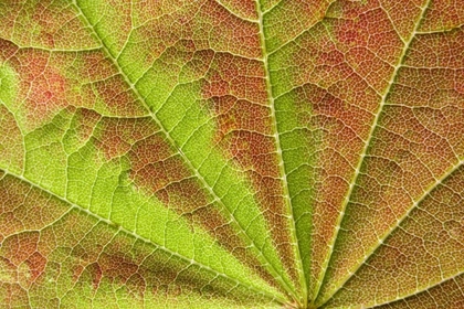 Picture of CLOSE-UP OF VEIN PATTERN ON MAPLE LEAF