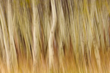 Picture of USA, MONTANA ABSTRACT OF ASPEN FOREST